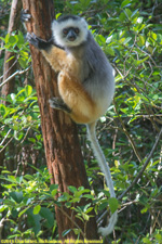 sifaka