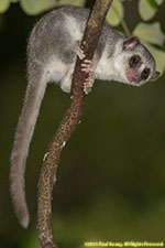 dwarf lemur