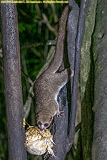 dwarf lemur