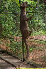 fossa