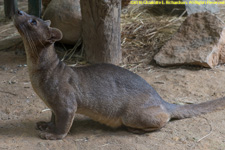 fossa