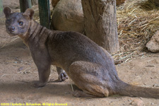 fossa