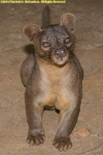 fossa