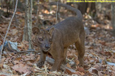 fossa