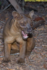 fossa