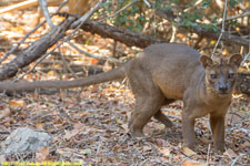 fossa