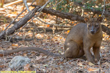 fossa