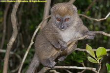 bamboo lemur