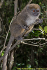 bamboo lemur