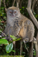 bamboo lemur