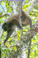 bamboo lemur