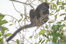 bamboo lemur