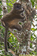 bamboo lemur