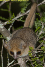 mouse lemur