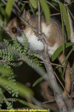 mouse lemur