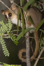 mouse lemur