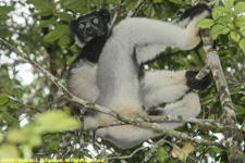 indri