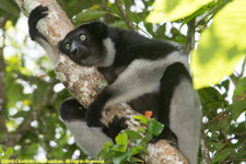 indri