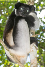 indri