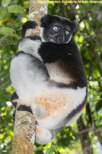 indri