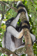 indri