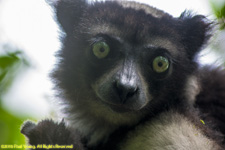 indri portrait