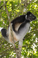 indri