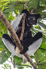 indri female with baby