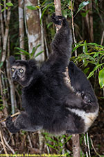 indri female with baby