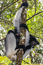 indri female with baby