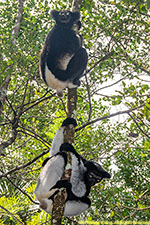 indri pair