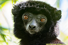 sifaka closeup