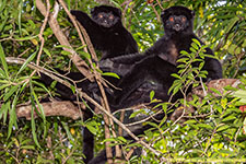 Perrier's sifaka pair