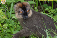 lemur