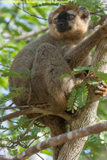 male lemur