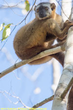 female lemur