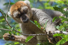 male lemur