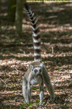 ringtail