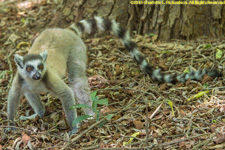 ringtail