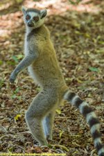 ringtail