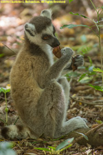 ringtail eating