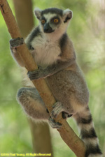 ringtail in tree