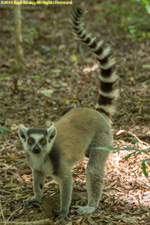 ringtail