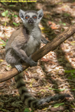 baby ringtail