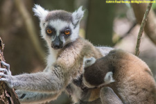 nursing ringtail