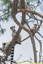 ringtail family