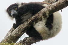 ruffed lemur