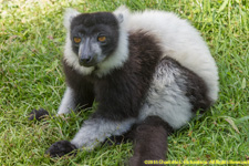 ruffed lemur