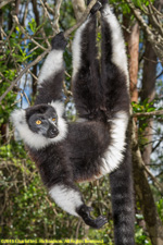 ruffed lemur