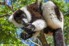 ruffed lemur